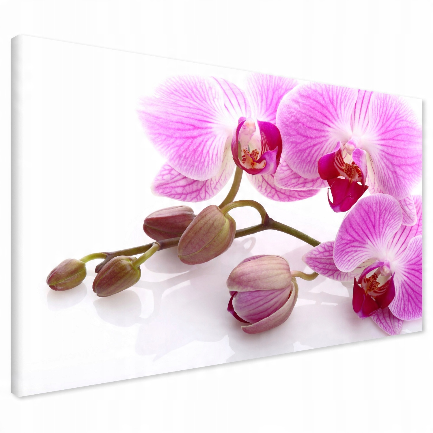 

Obraz na płótnie orchidea kwiat 120x80