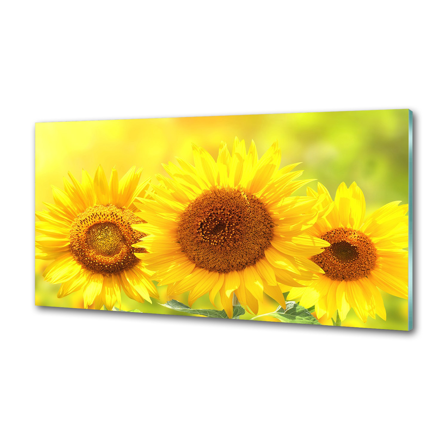 Panel dekor sklo Slnečnice 100x50 cm Lepidlo