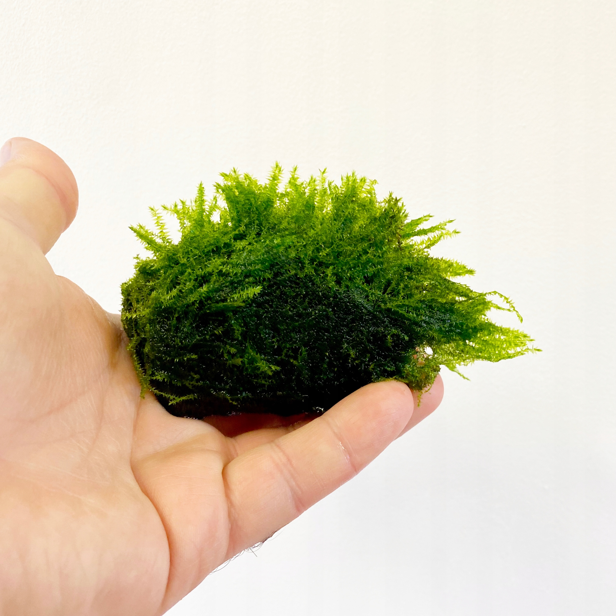 Mech Java moss (Taxiphyllum barbieri) na lawie