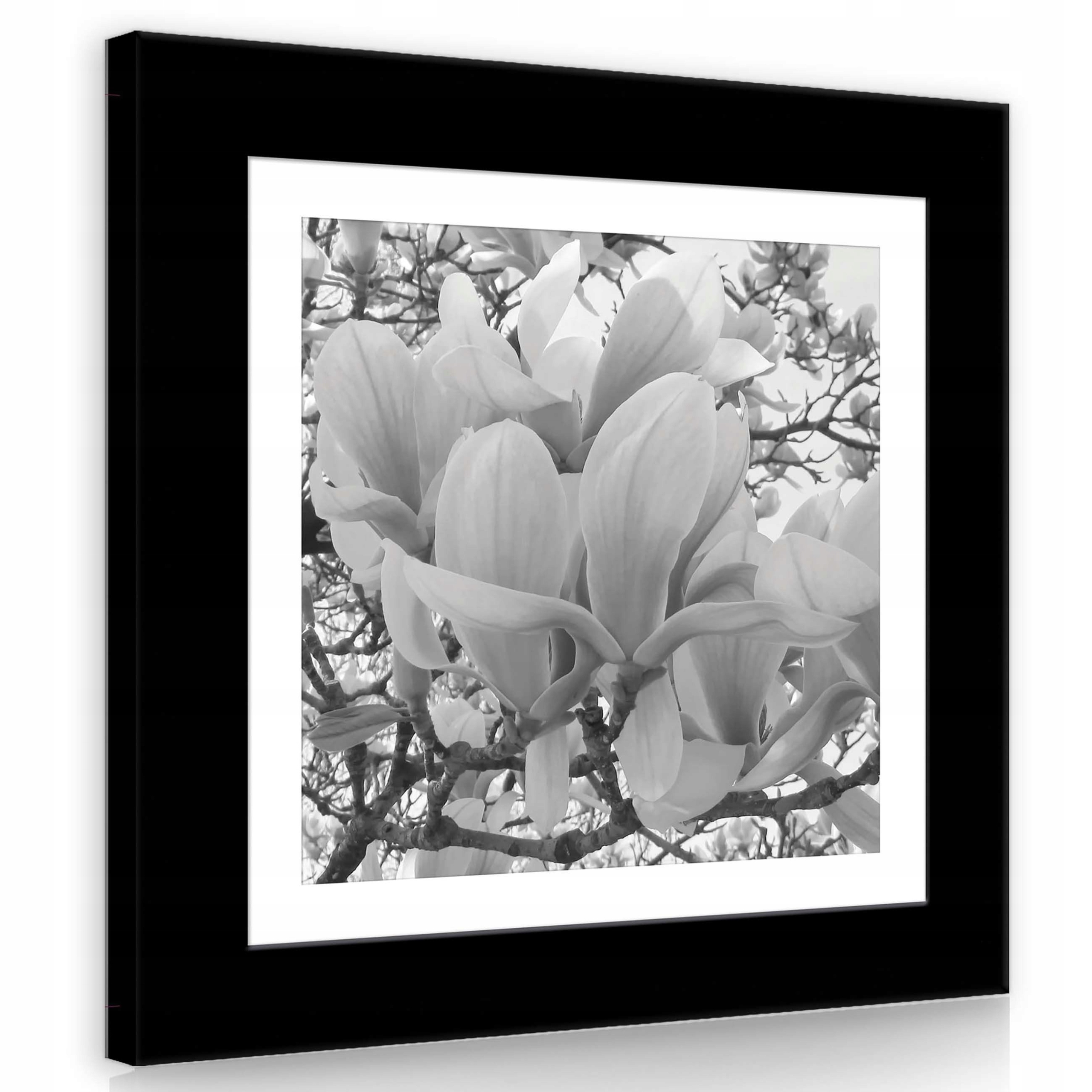 Obraz 80x80 Květy magnólie flóra příroda elegance klid jaro