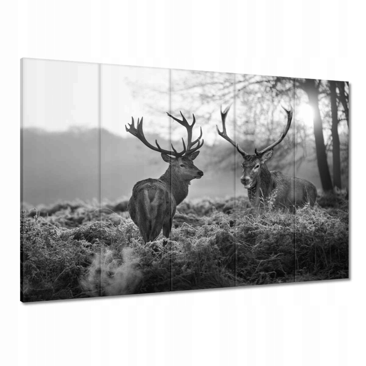 Obrazy 225x160 Czarno-białe jelenie