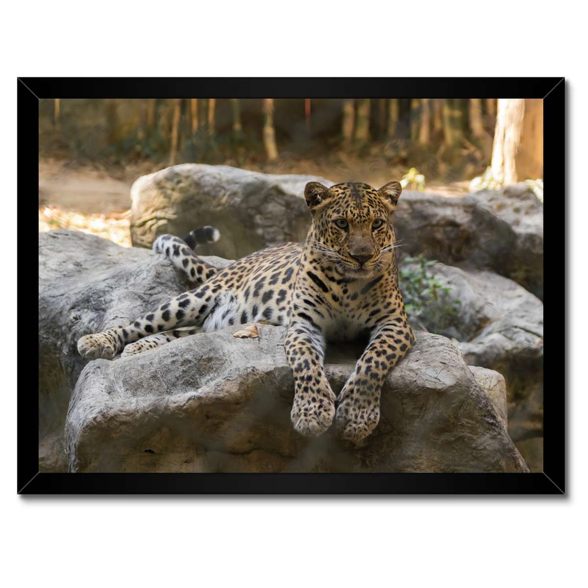 Plakáty v rámu 40x30 Leopard