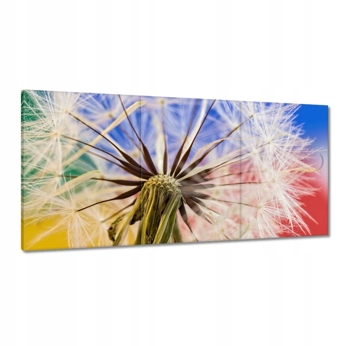 Obrazy 180x90 Púpava vo farbách