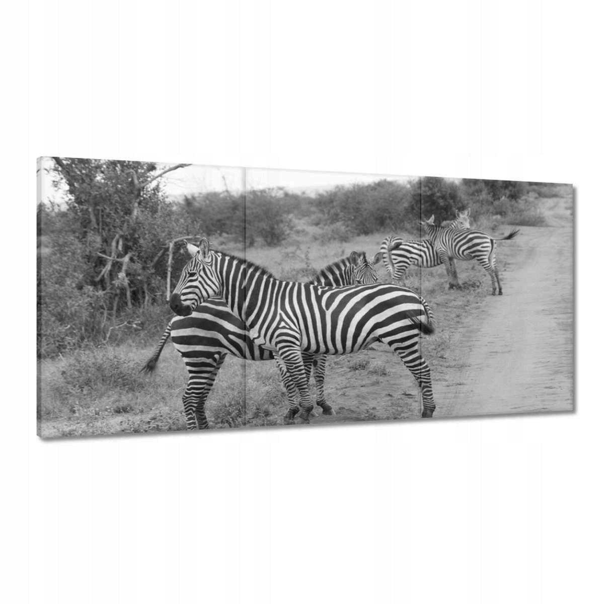 Obrazy 180x90 Zebra