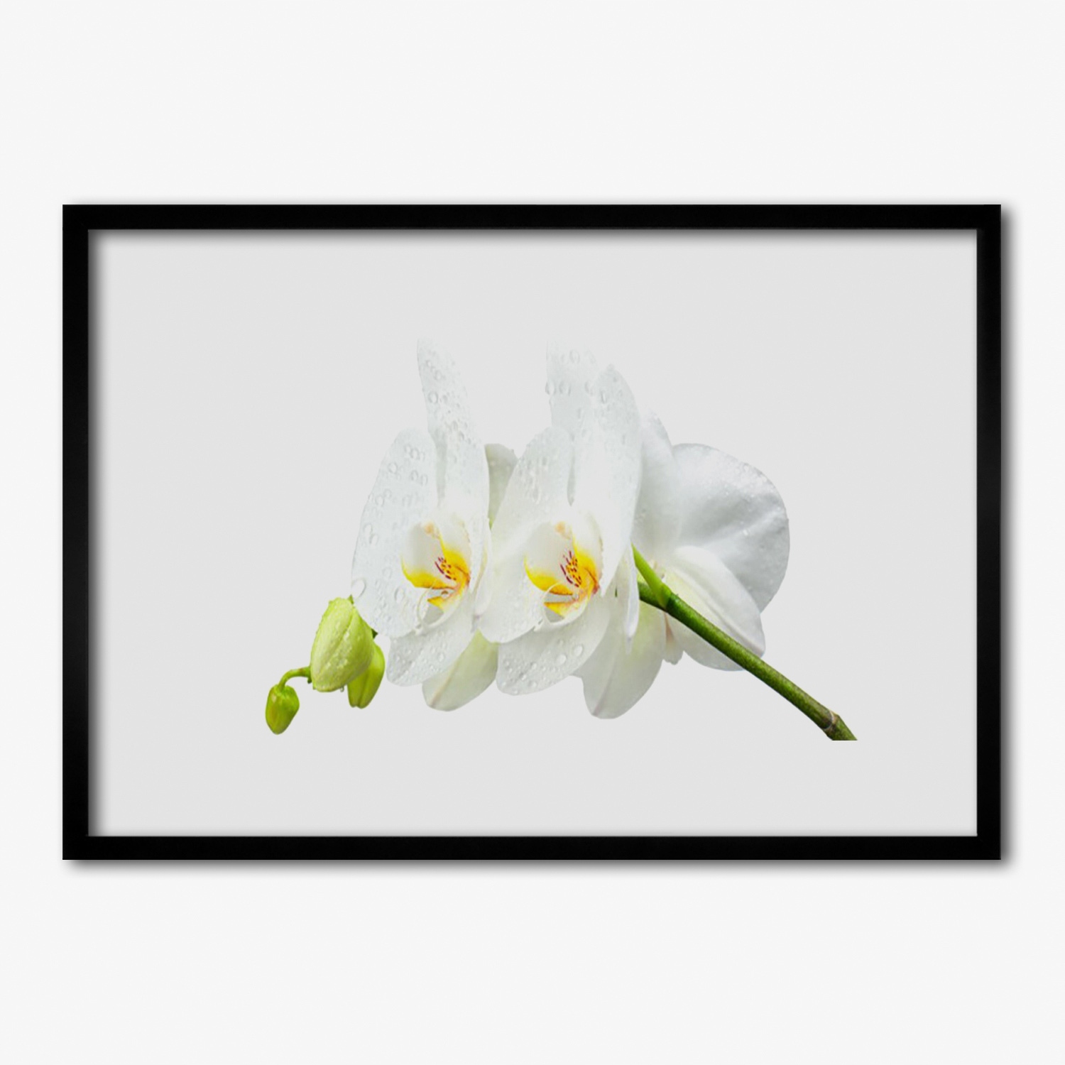 Závěsný fotoobraz s rámečkem Bílý orchidej 100x70