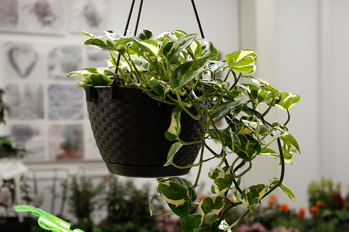 Doniczka wisząca RATOLLA HAK Z HAKIEM ogród DONICA brązowa DO OGRODU HAKI EAN (GTIN) 5905197097404