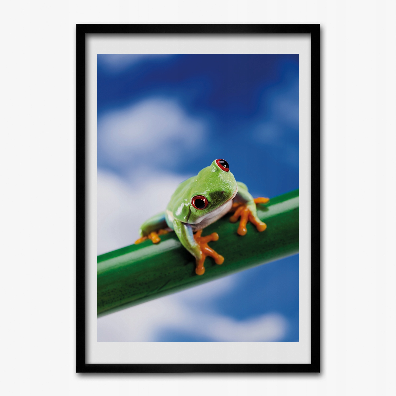 Obraz v ráme na stenu Žaba, obojživelník, tráva 70x100 cm
