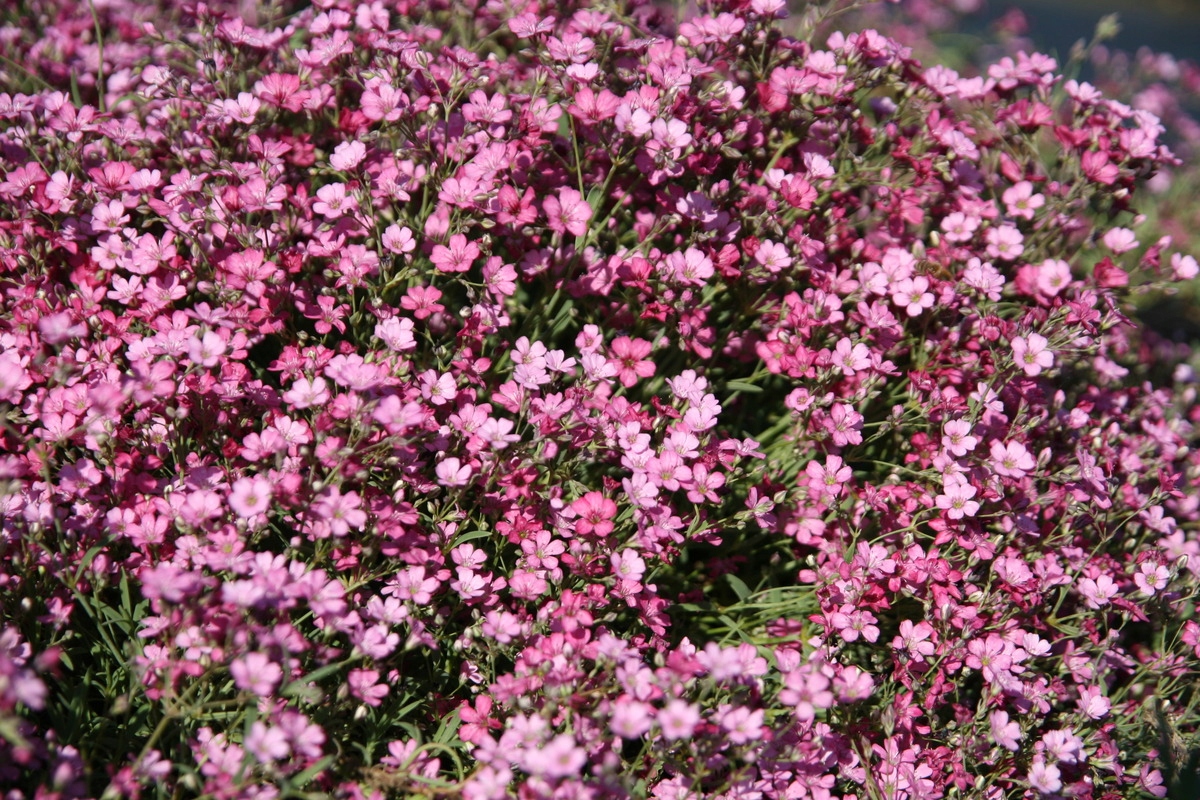 Nasiona Gipsówka wytworna różowa, 1g — 6