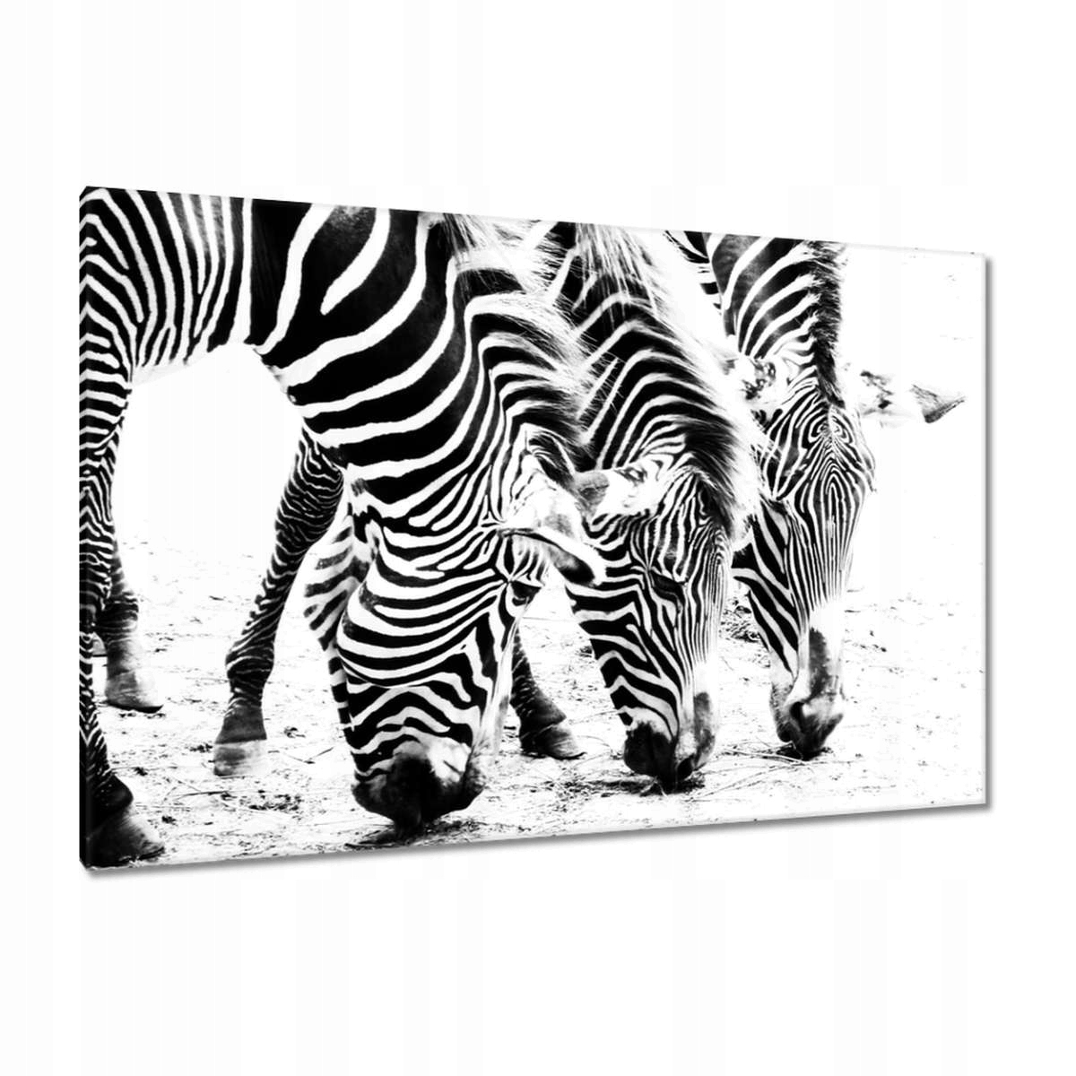 Obrazy 120x80 Zebra Pruhy