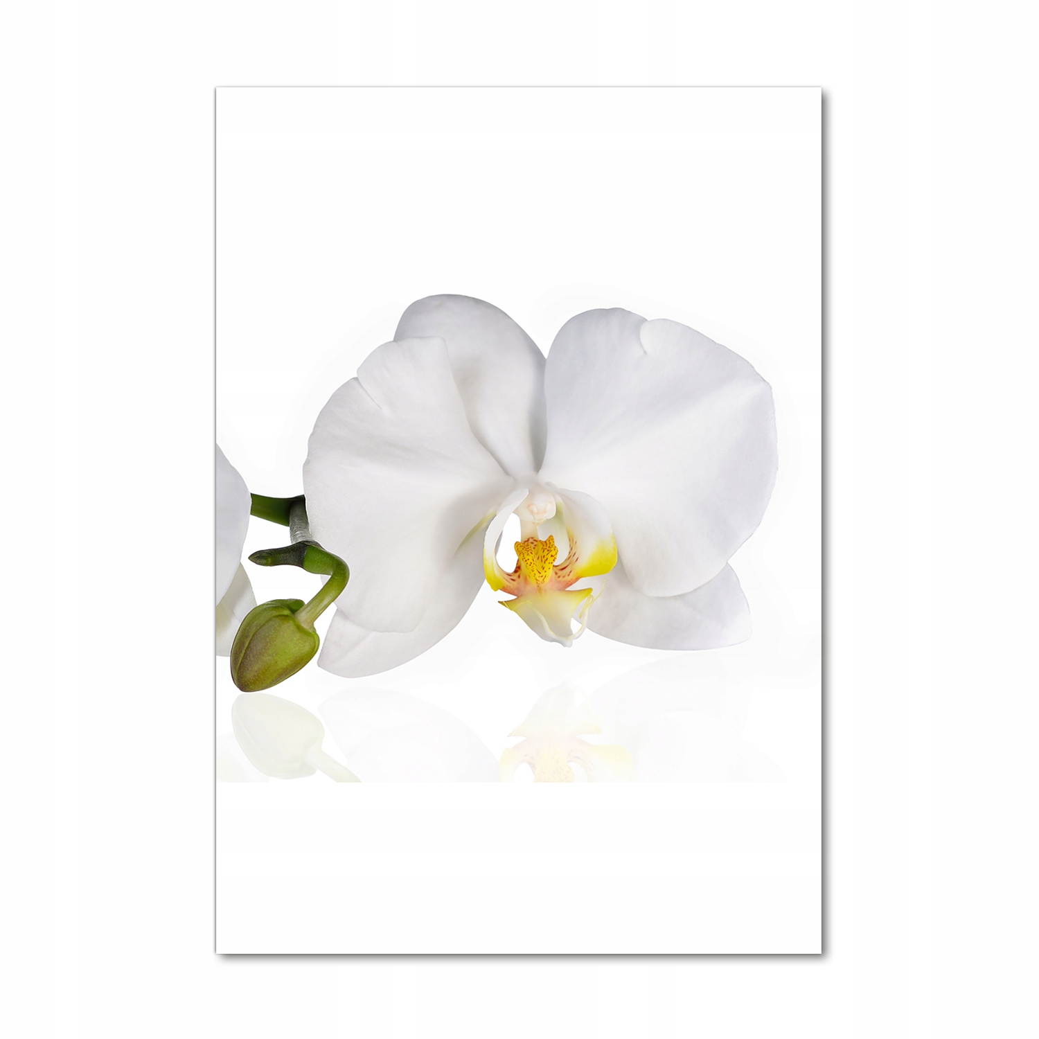 Fotoobraz akryl do obývacího pokoje Bílá orchidej 70x100 cm