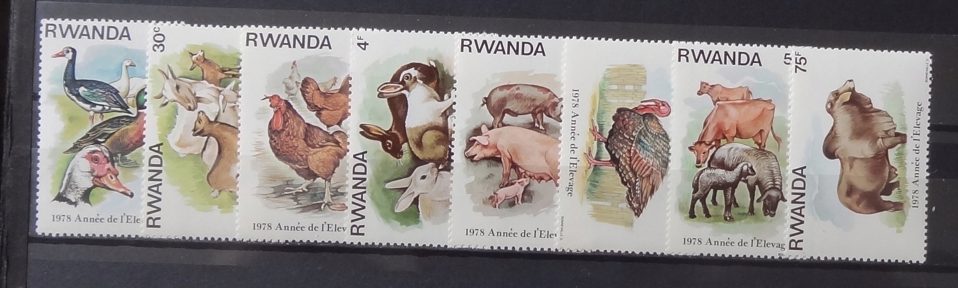 RWANDA CZYSTE KLEJ