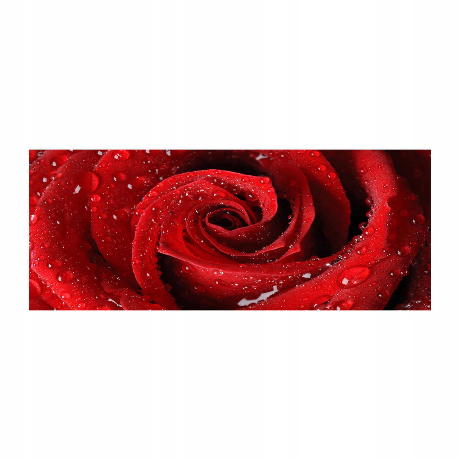 

Foto obraz akryl zdjęcie Krople na róży 125x50 cm