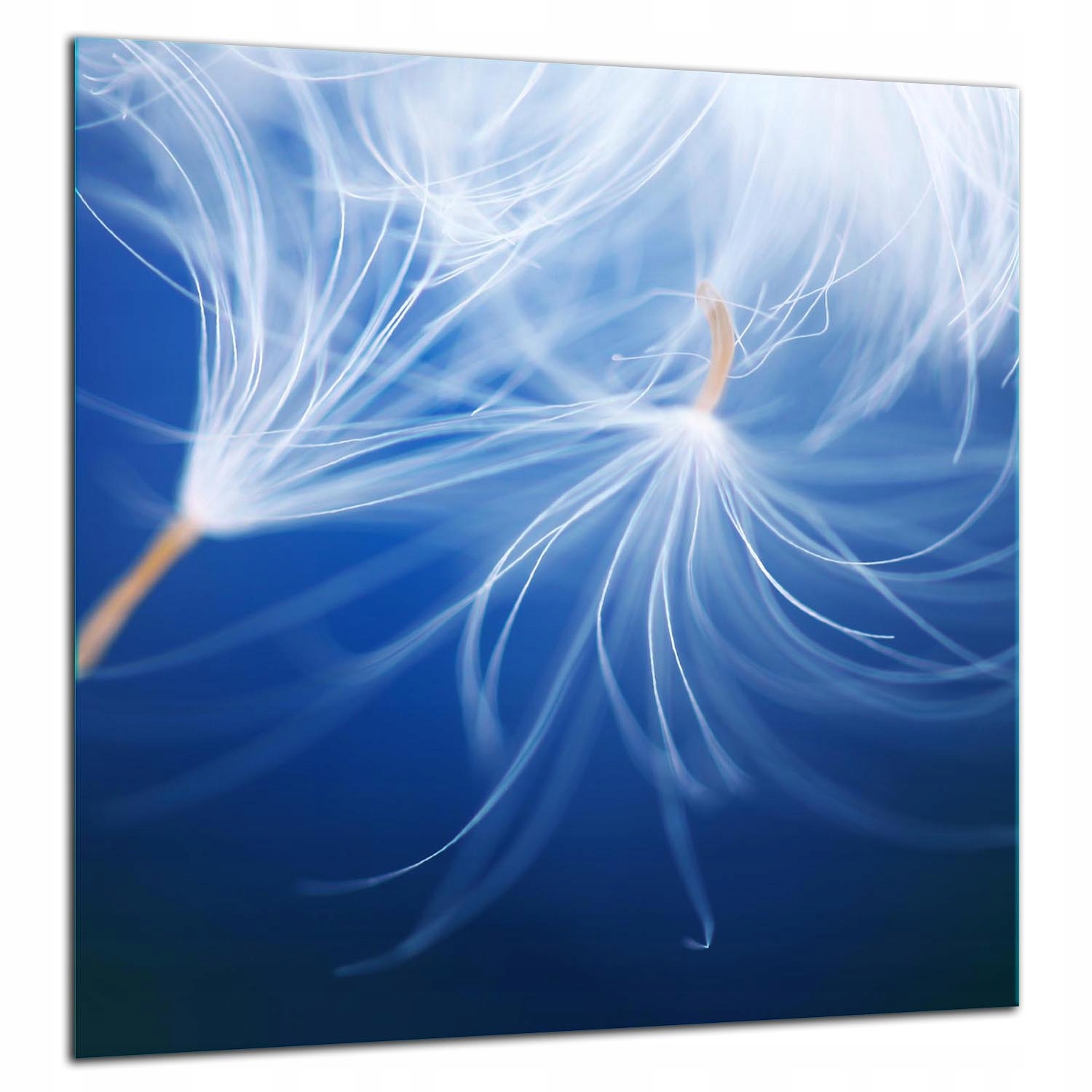Skleněný Ochranný Panel Do Kuchyně 60x65 Květ Lacobel 7v1