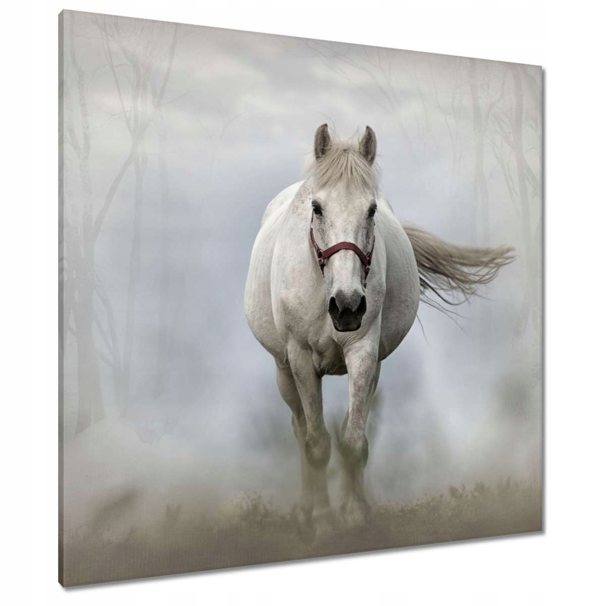 Obrazy 90x90 Kůň Jezdectví