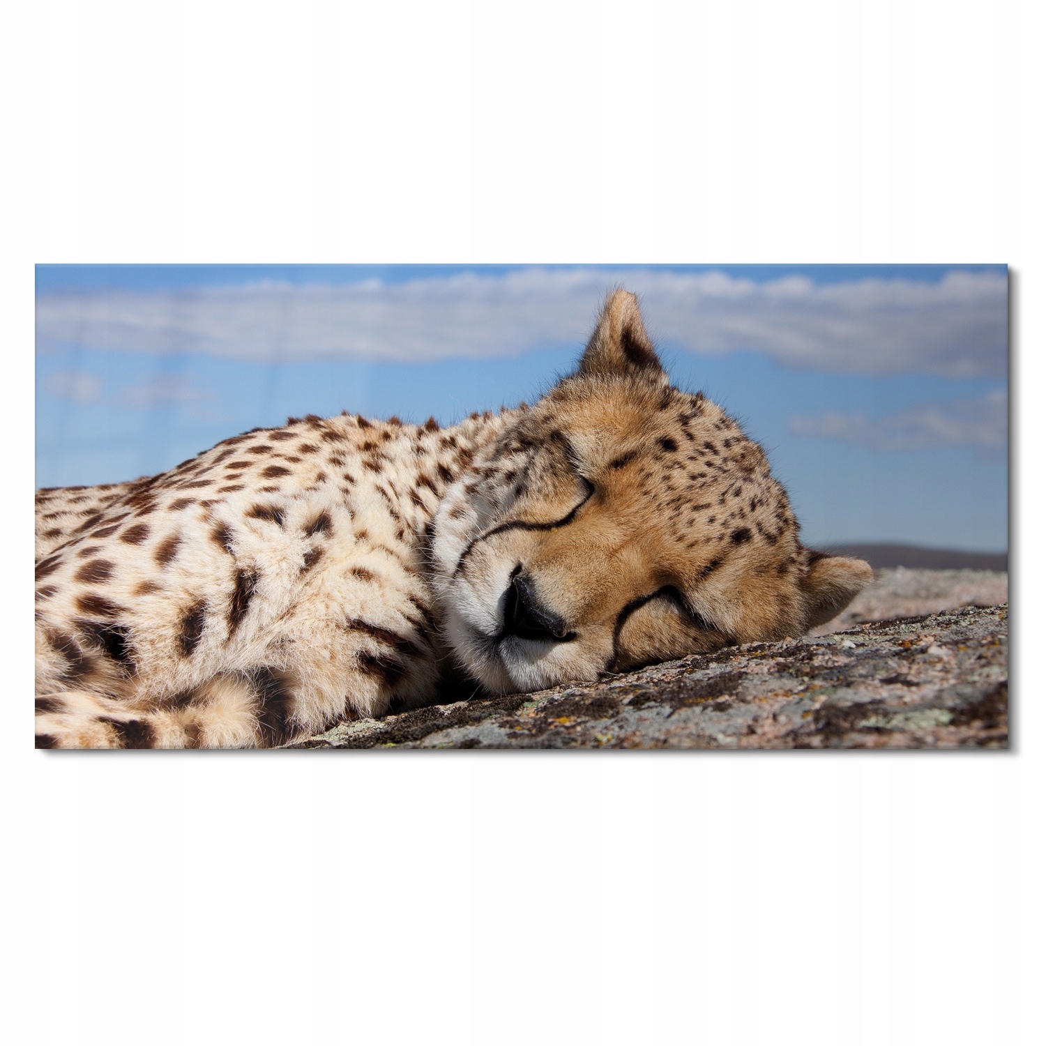 Skleněné foto do koupelny Spící gepard 120x60