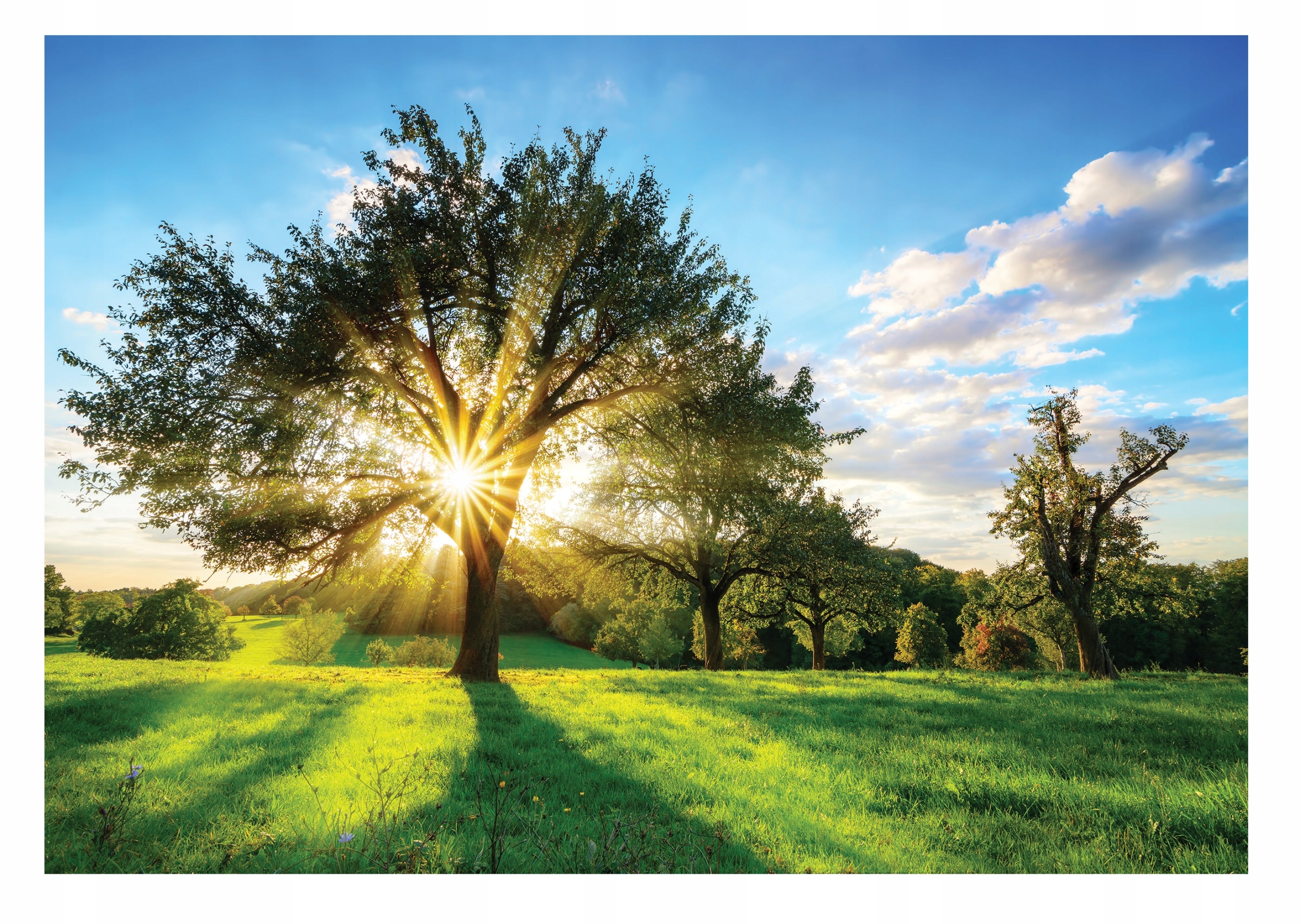 Fototapeta Západ Slnka Lúka Záhrada Strom 416x254