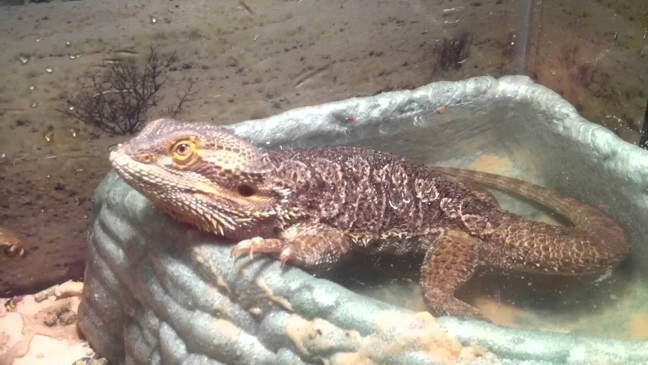 Levně Těžká Keramická Miska Velká XL Do Terária