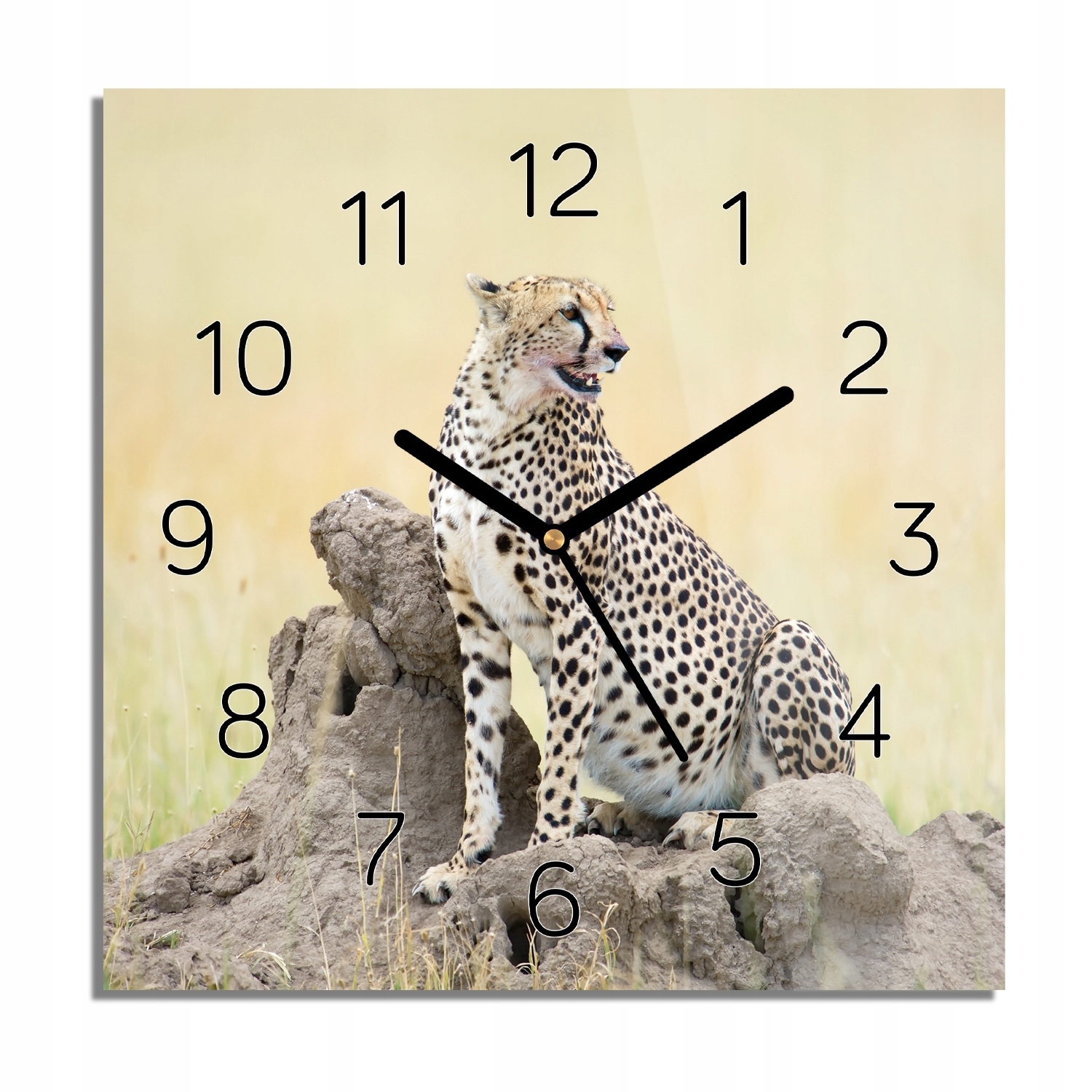 

Gepard skała trawa zegar na szkle 30x30 na ścianę