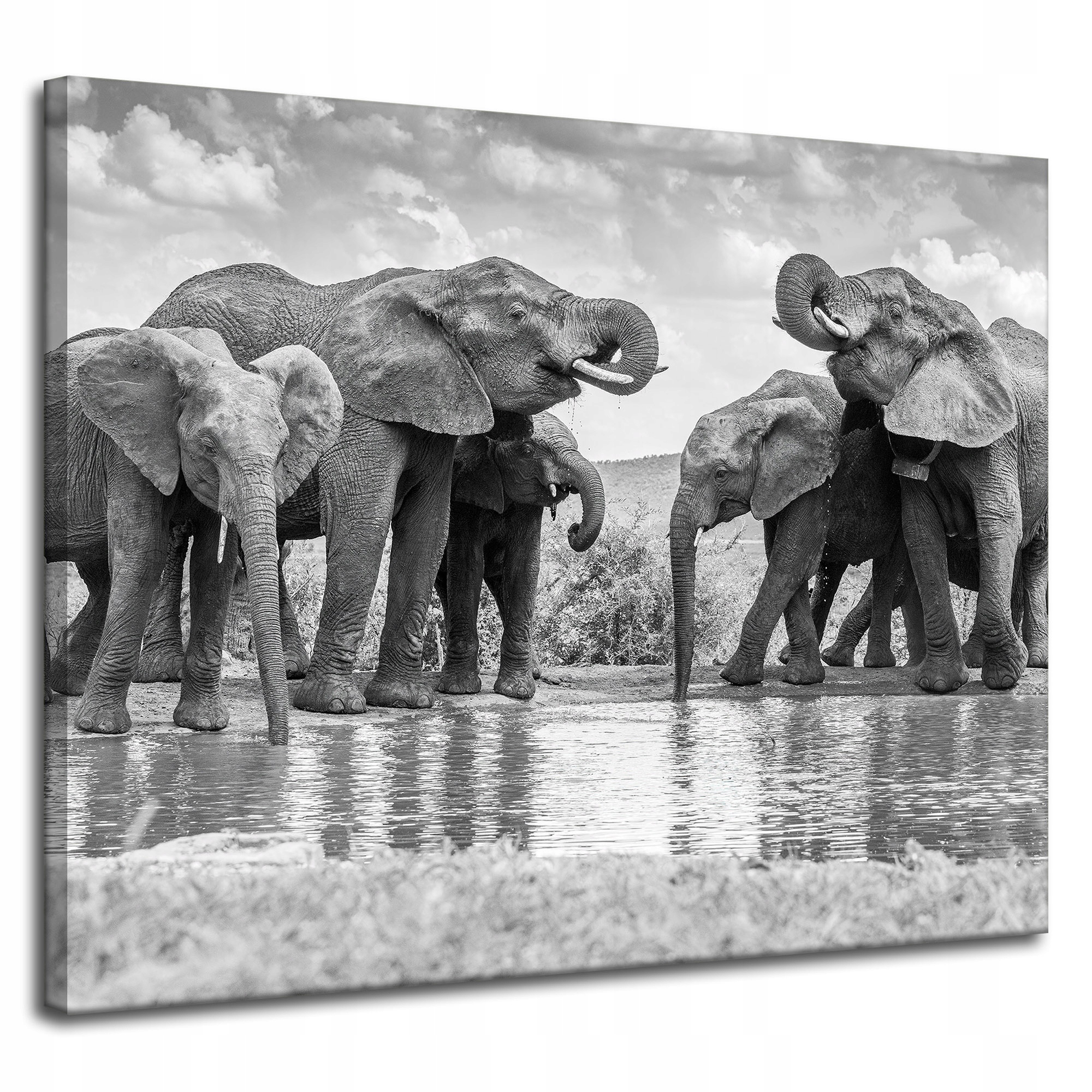 Obraz na plátně Sloni u vody Šedá příroda 100x80 cm