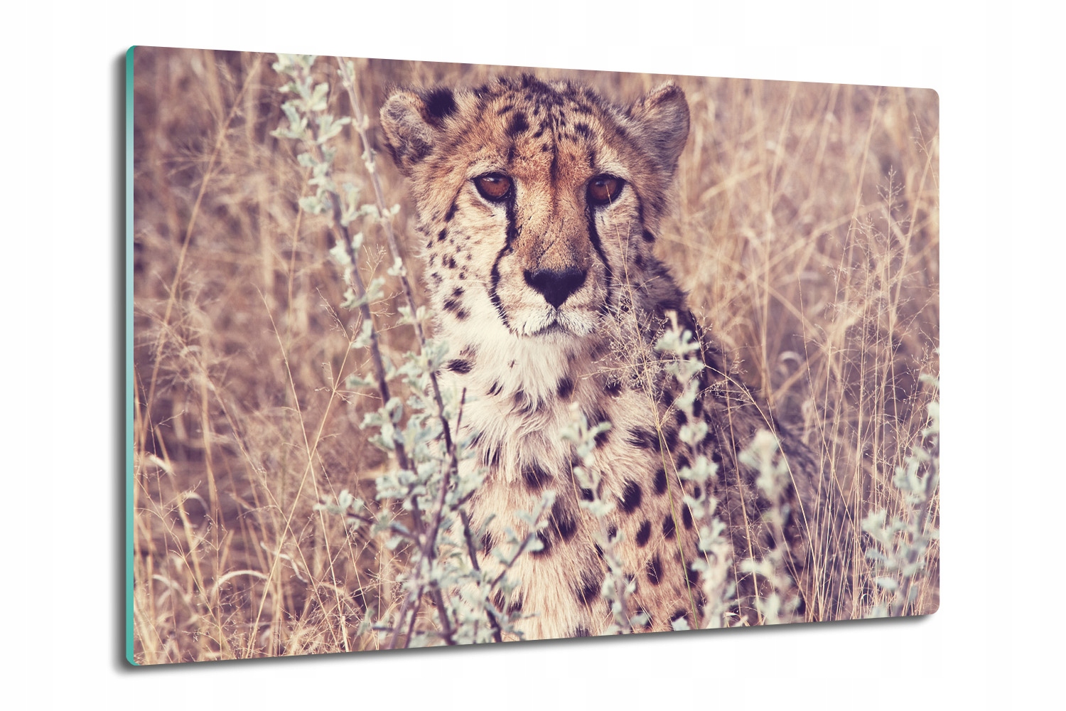 Kuchyňská skleněná deska na krájení Protiskluzová 80x52 Gepard kočka tráva