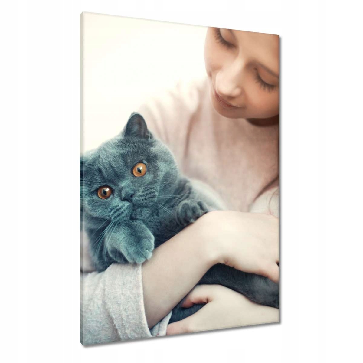 Obrazy 70x100 Kočka Kotě Kočky Kicia