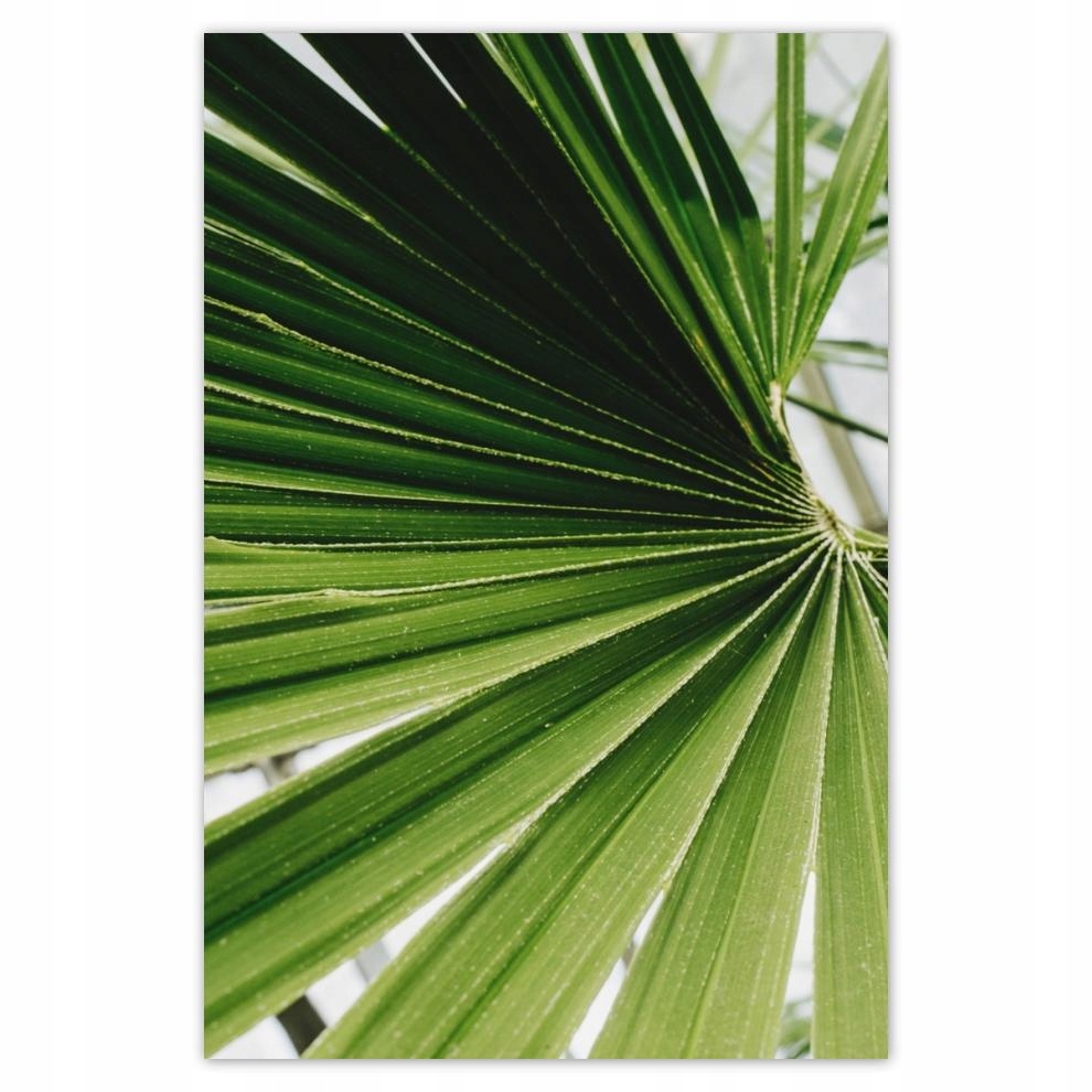 

Plakaty 40x60 Palma Liście Liść