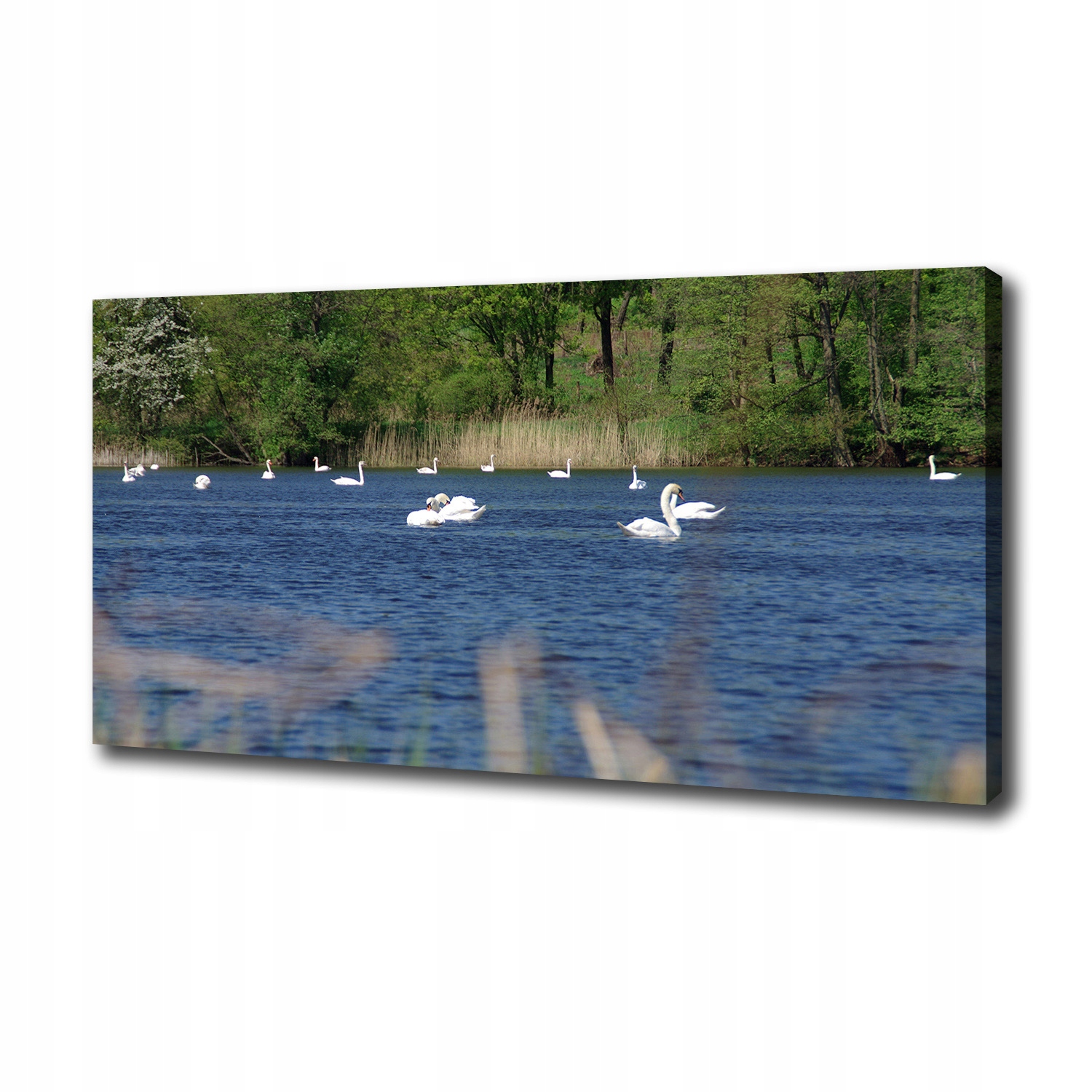 Foto obraz na plátně Bílé labutě 100x50 cm