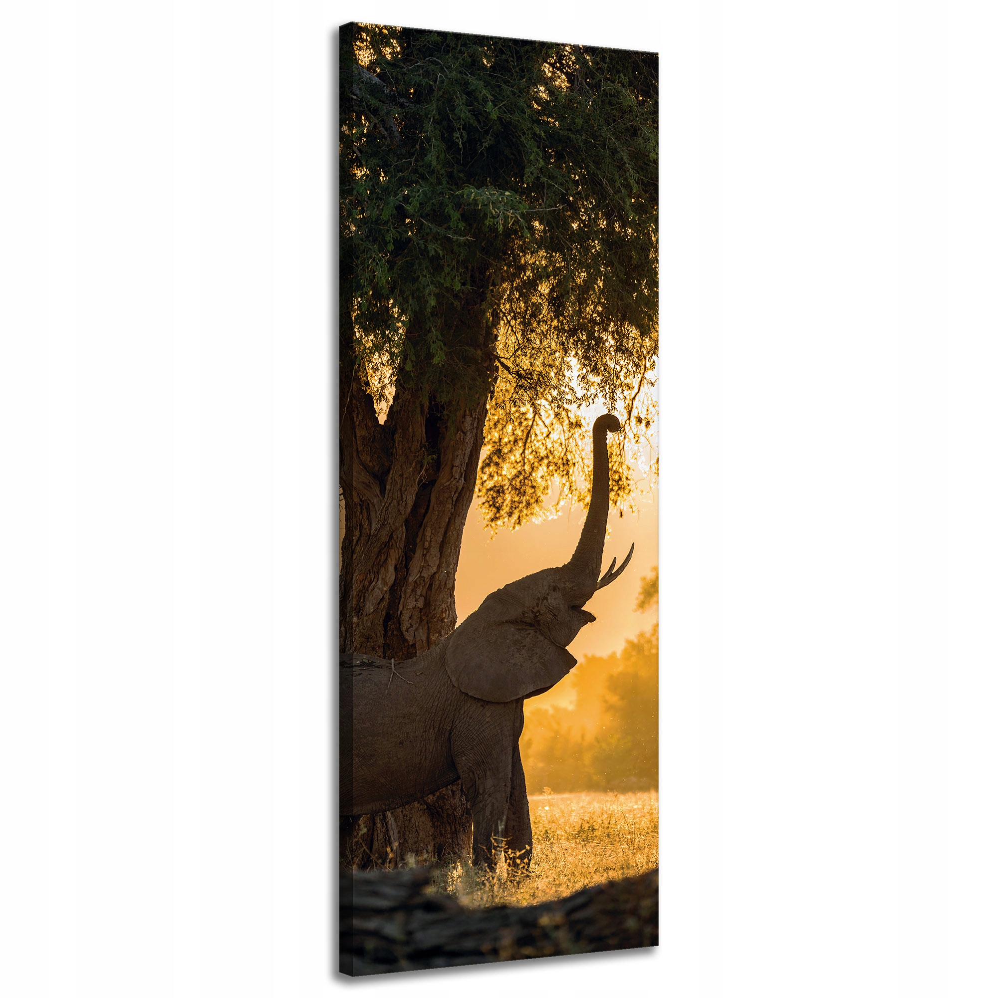 Obraz na plátně Pózující slon Savana Západ Slunce 40x120 cm