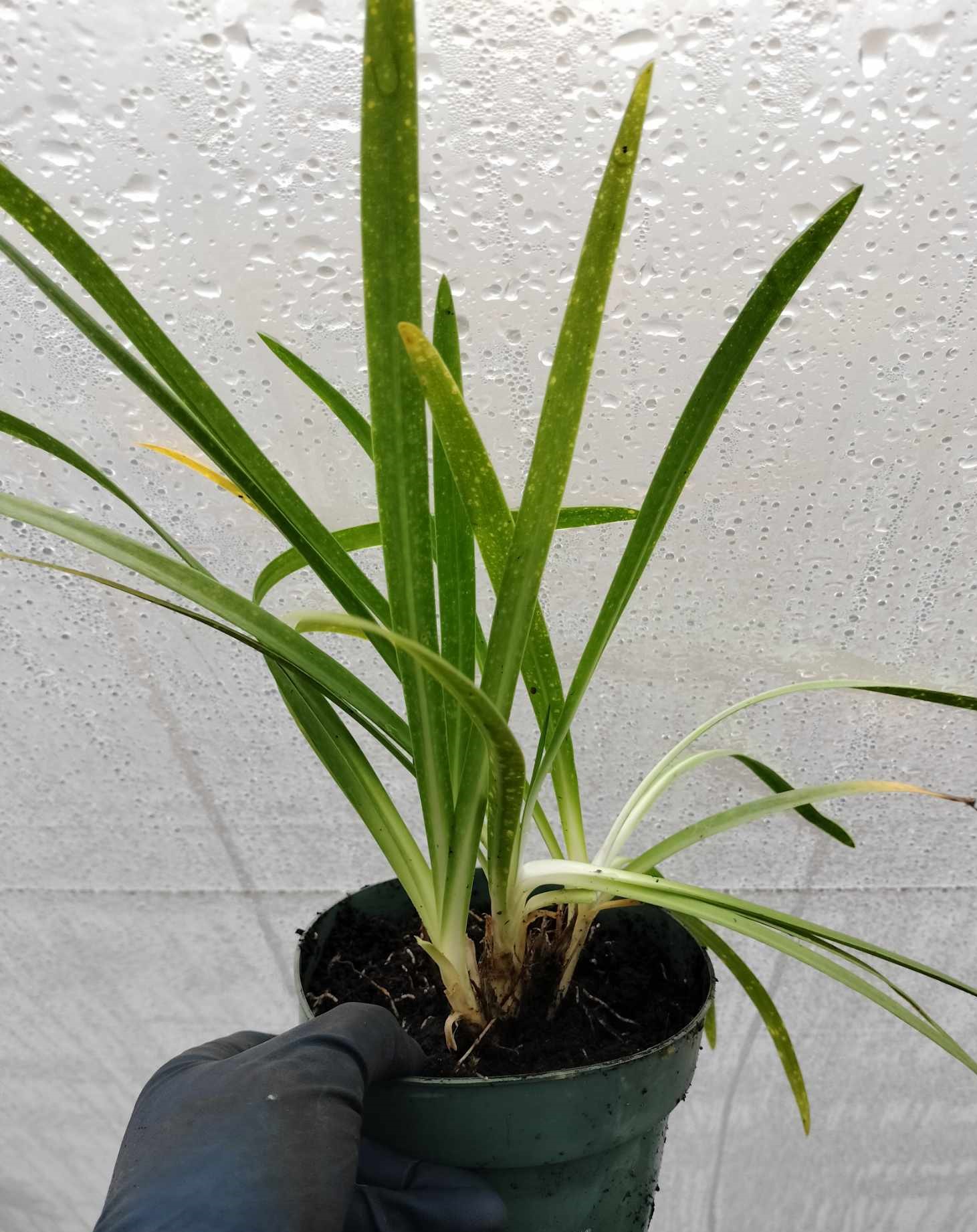 Agapant TWISTER Agapanthus sadzonka 1,5l Rodzaj rośliny Inny