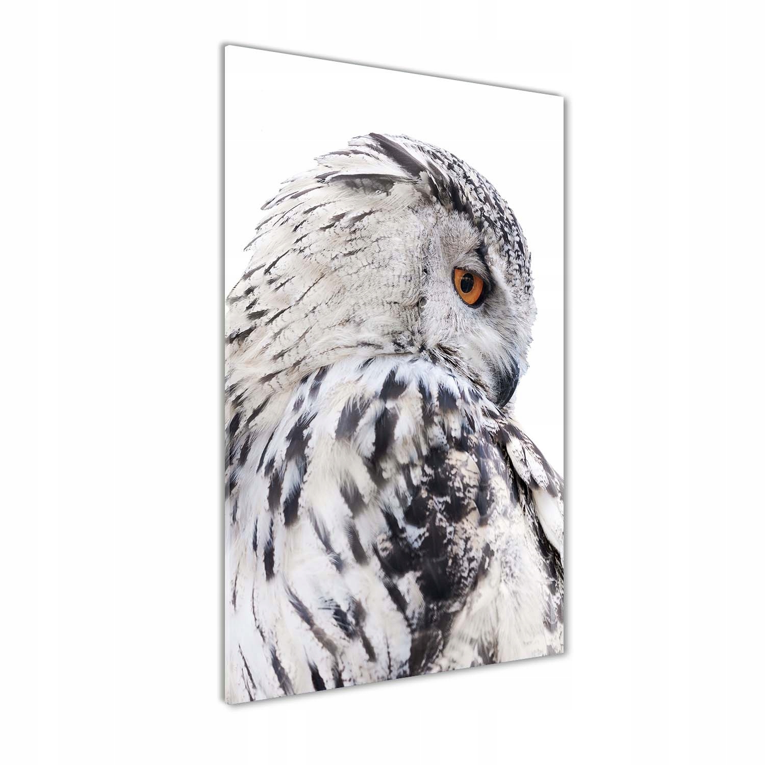 Akrylový obraz na zeď Bílá sova 60x120 cm