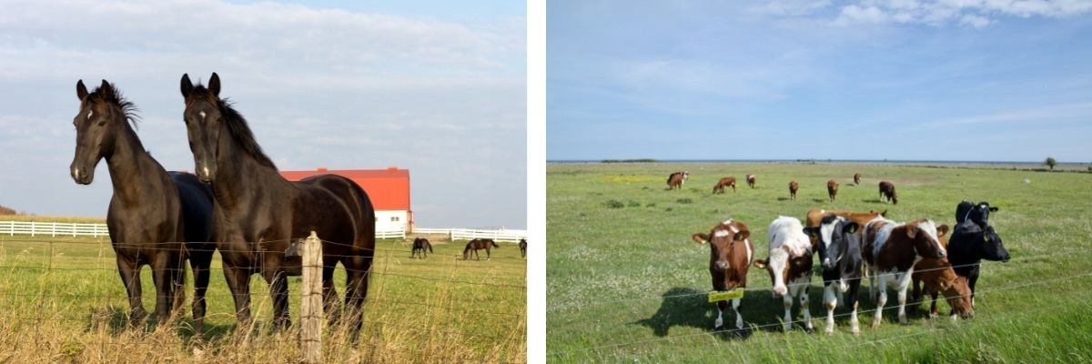 Elektryzator 12V pastuch elektryczny bydło psy konie bydło mleczne 0,8 J Rodzaj uniwersalny