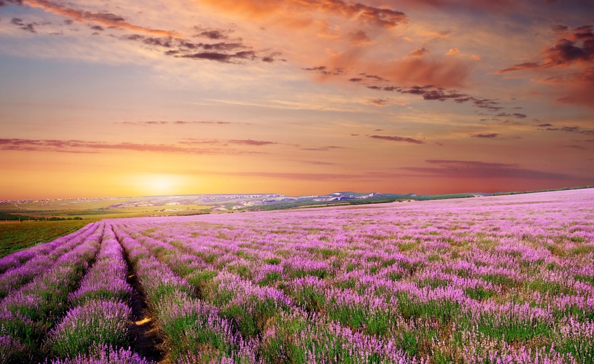 

Fototapeta Flizelinowa Lawendowe pole 416x254