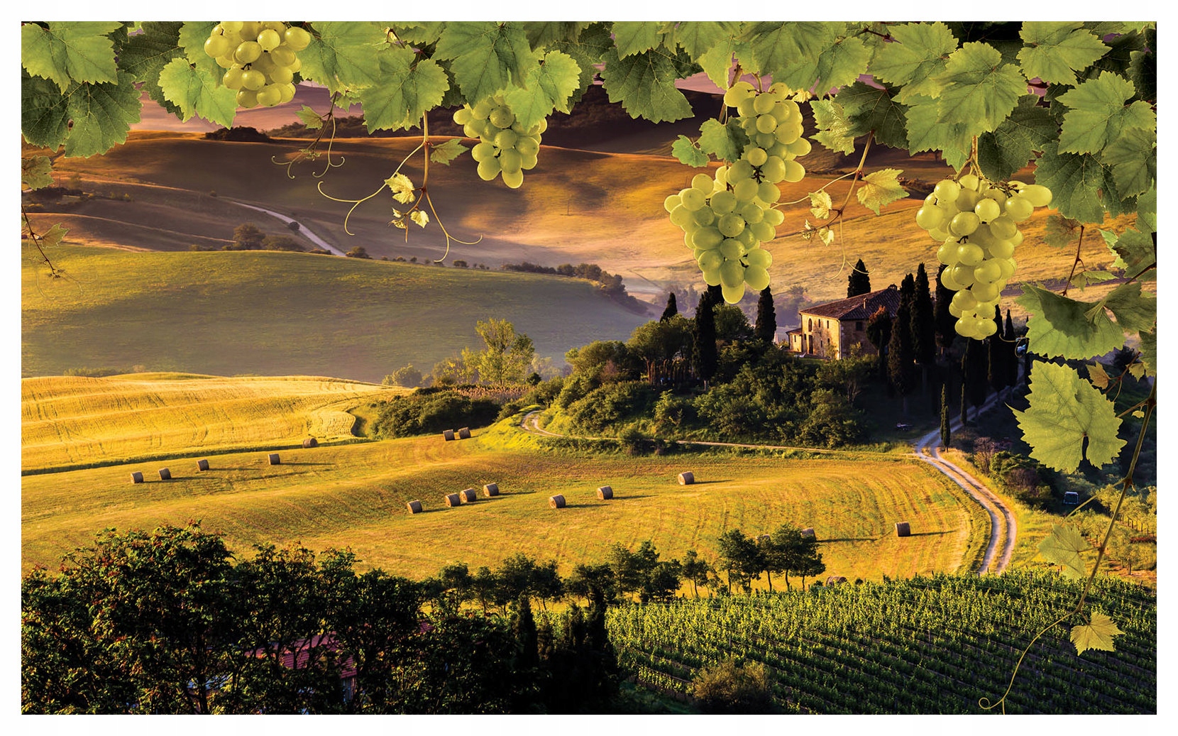 Fototapeta Toskánsko Hrozno Krajina kopce Panoráma 368x254 lepidlo