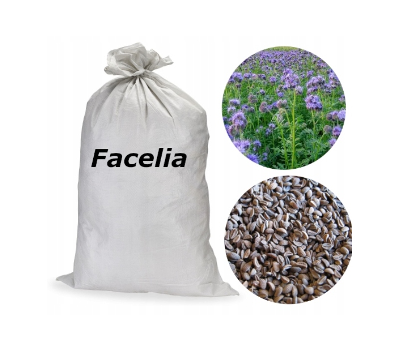 Facelia błękitna paszowa nasiona 10kg