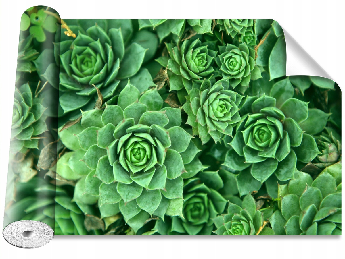 

Tapeta Samoprzylepna Rozchodnik Zielony 104x70
