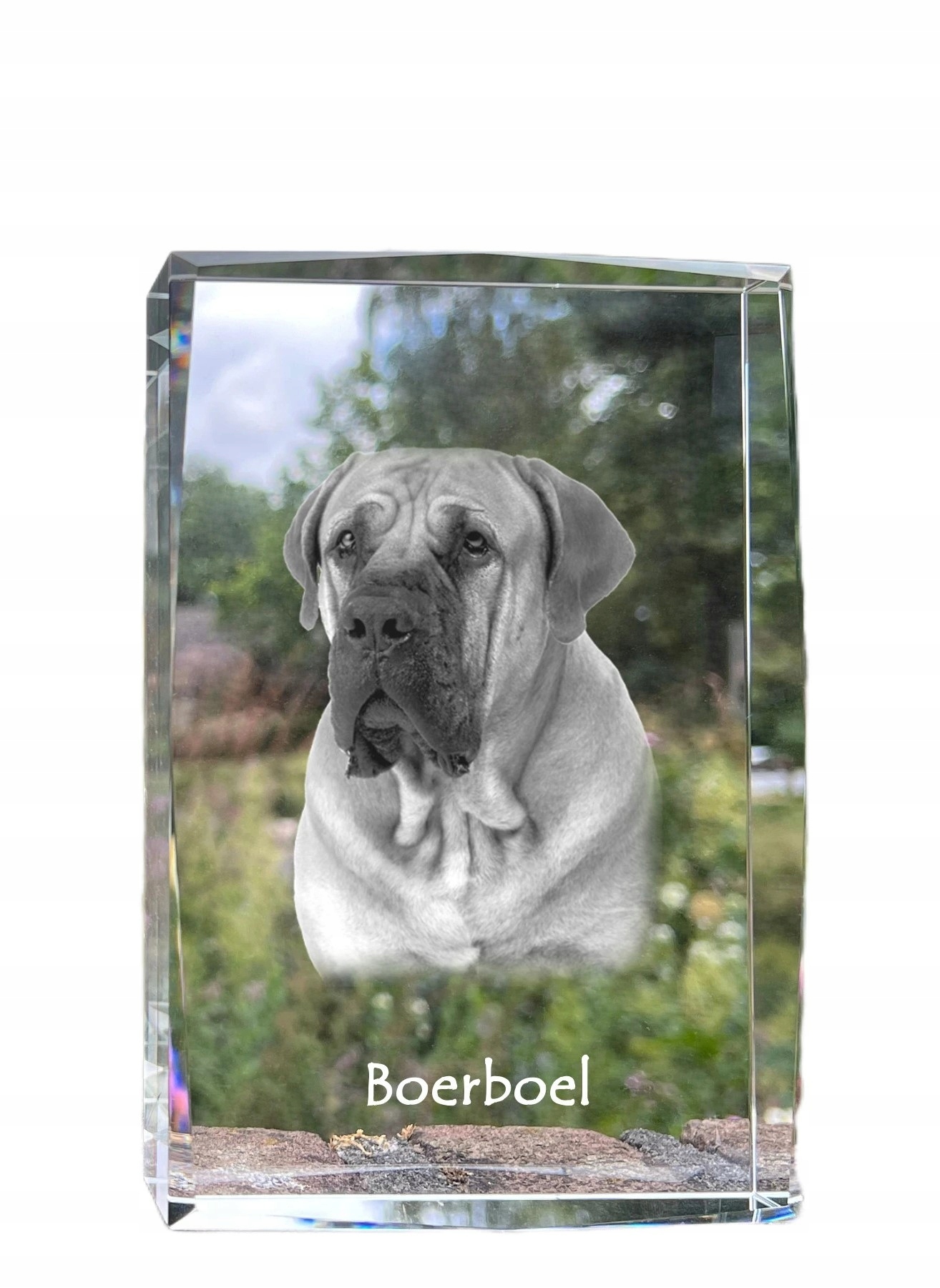 Boerboel, Mastif południowoafrykański kryształ ze zdjęciem psa, zdjęcie w