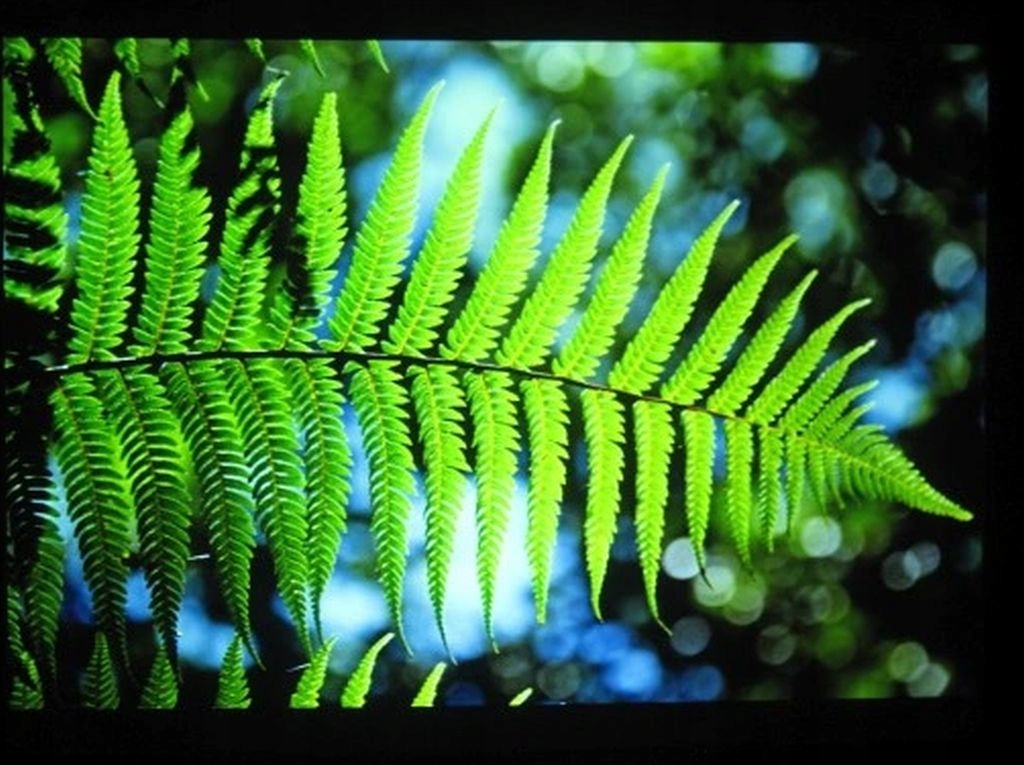 Projektor MULTIMEDIALNY DLP HITACHI CP-DX300 HDMI Rozdzielczość podstawowa (px) 1024 x 768