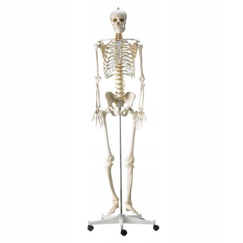 Szkielet ludzki model anatomiczny naturalnej wiel.