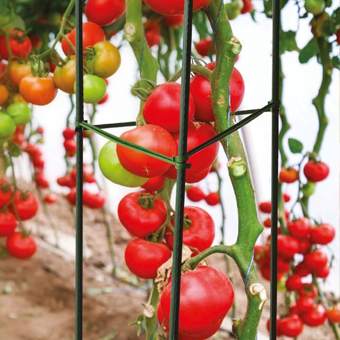 

Podpora Dla Pomidorów Roślin Warzyw Pergola 150cm