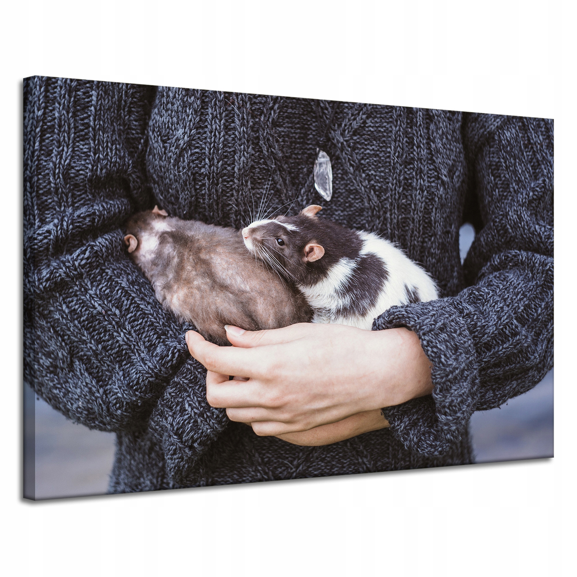 Obraz Canvas Zvířata Hlodavci Krysy 120x80 cm