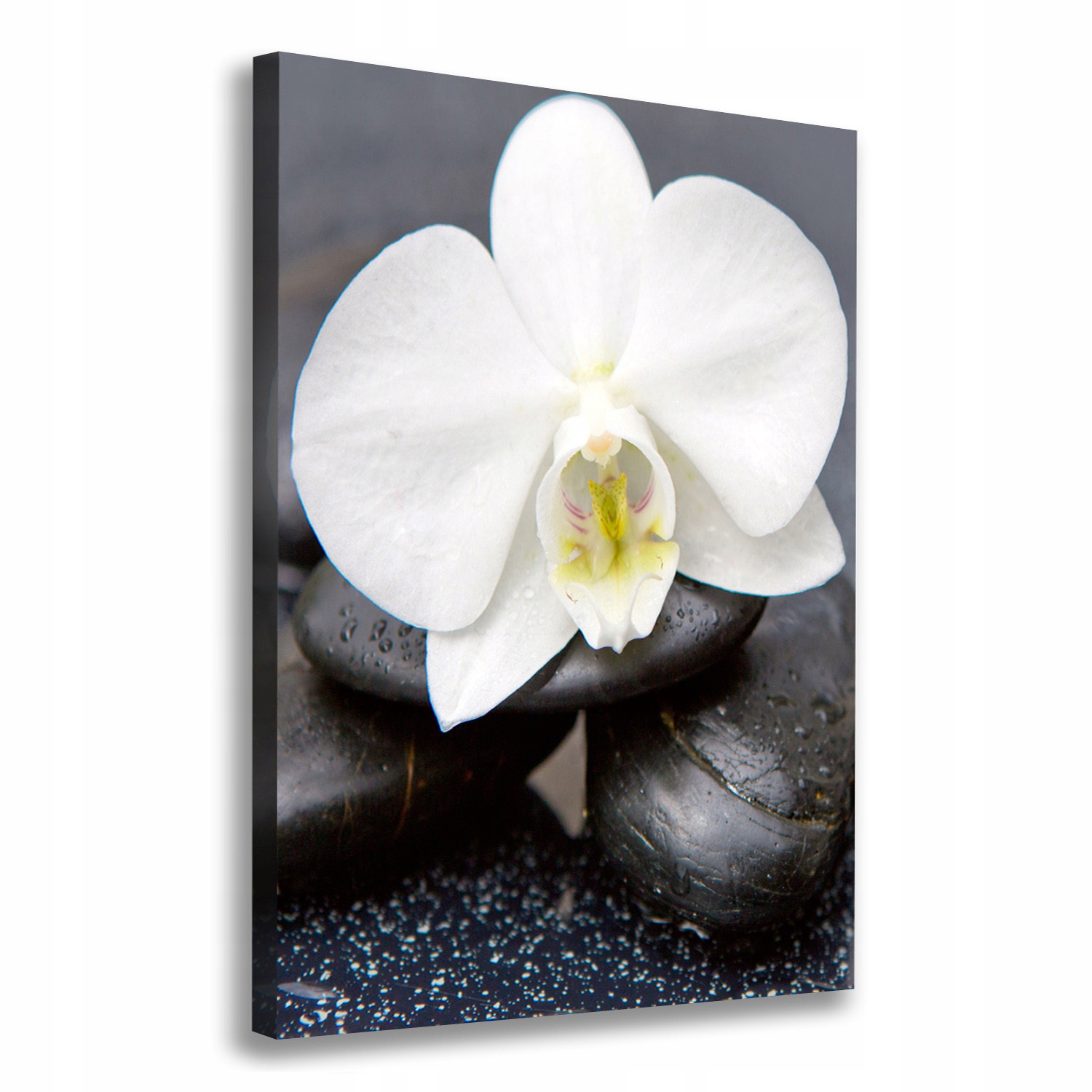 

Foto obraz na płótnie Orchidea i kamienie 70x100cm