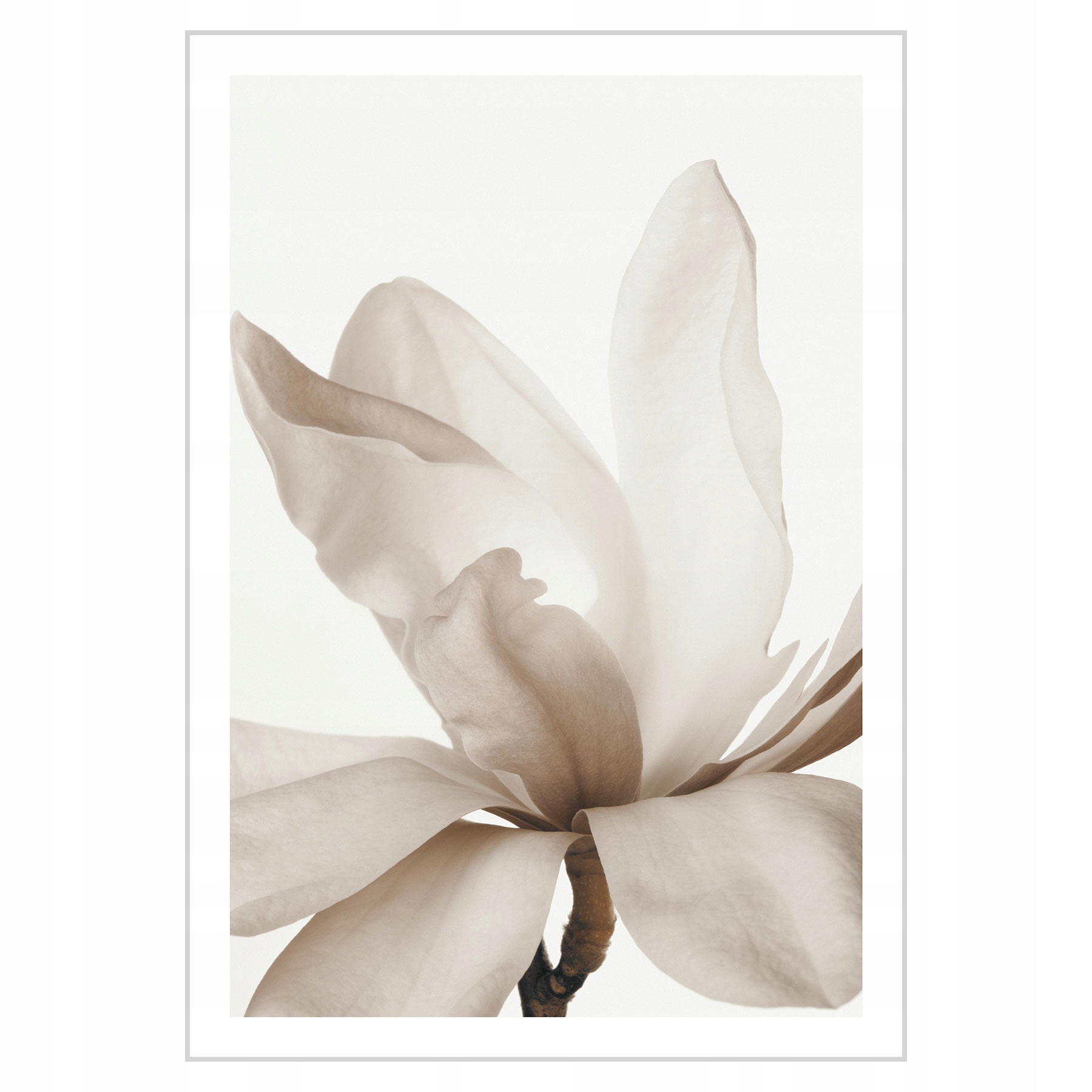 

Plakat 21x30 Delikatna Magnolia