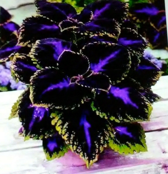 KOLEUS POKRZYWA RAINBOW BLACK NASIONA .