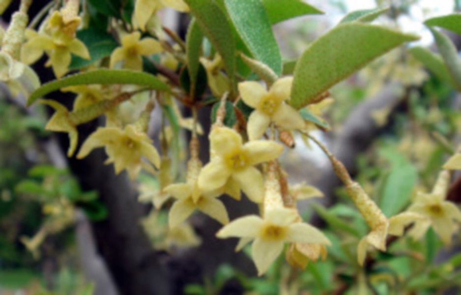 OLIWNIK WIELOKWIATOWY - sadzonki w doniczkach !!! Producent inna