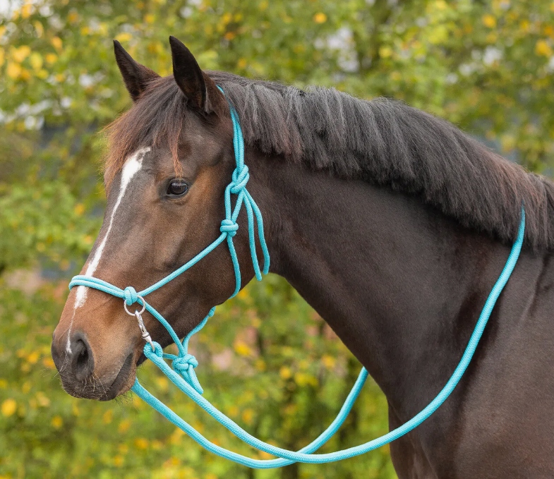 Halter z wodzami Qhp Kantar sznurkowy do jazdy, turkusowy Cob
