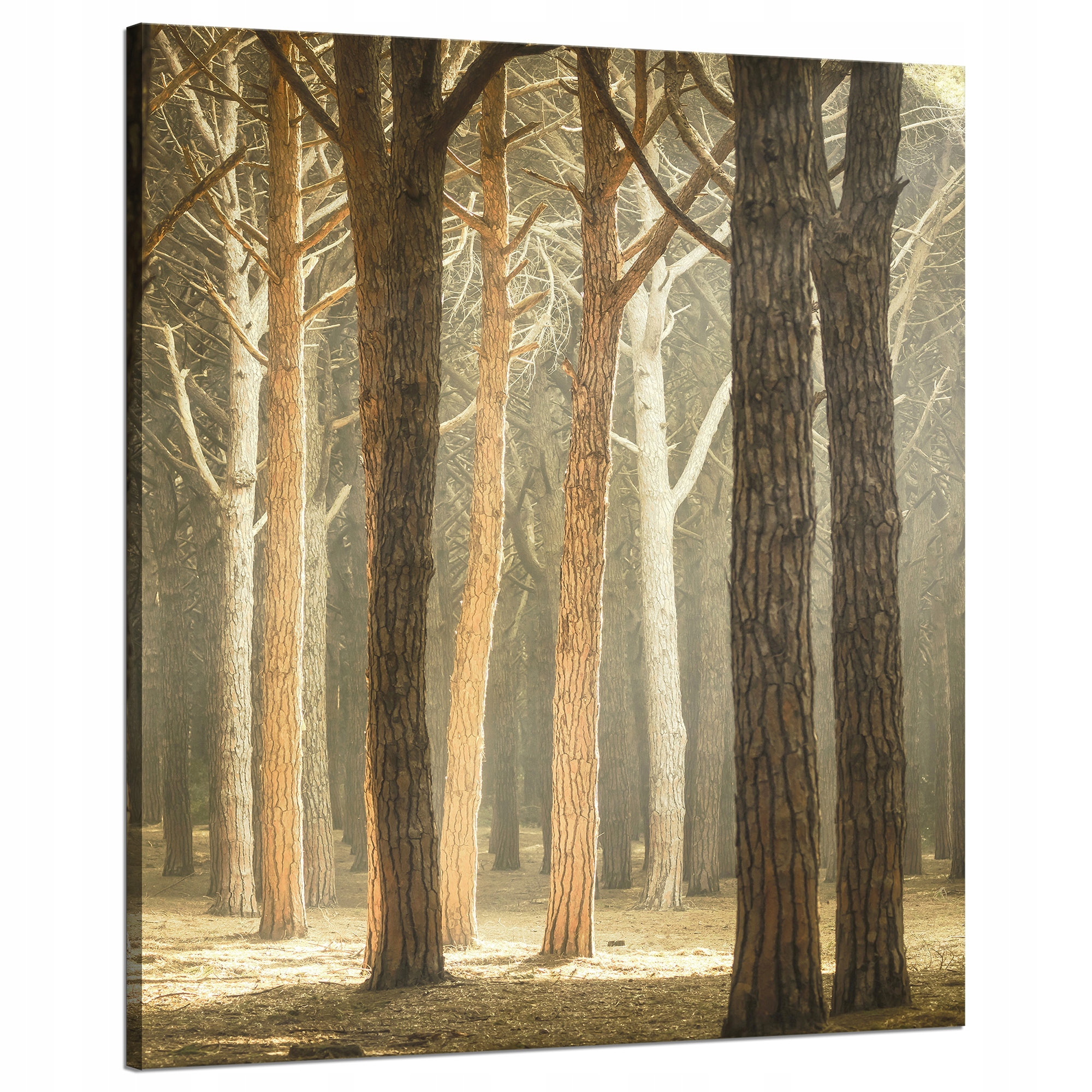 Obraz na plátně Stromy Světlo Příroda Les 80x100 cm Ideální jako dárek