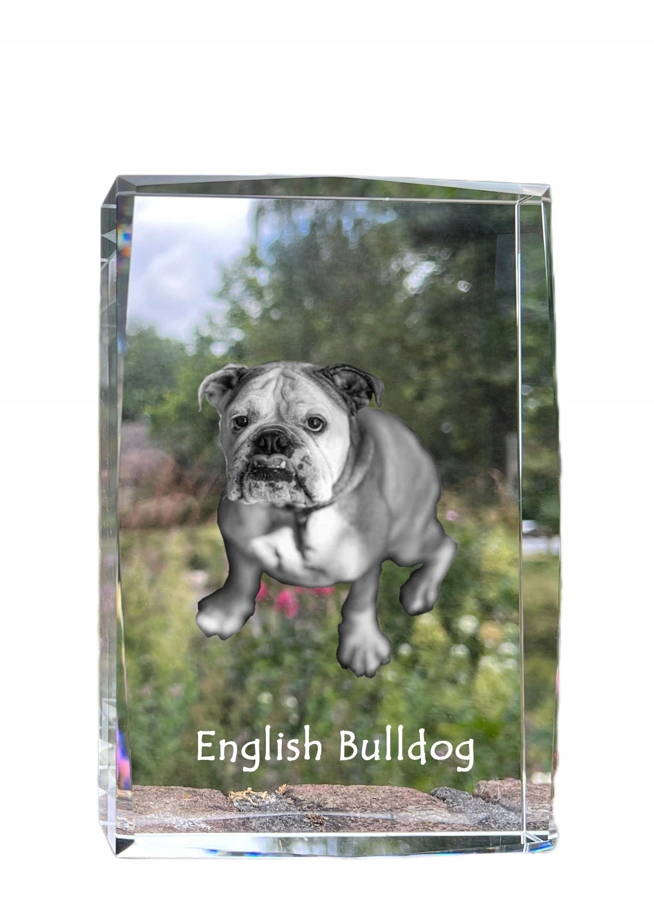 Buldog fotografia psa v kryštáli, suvenír, trofej, poďakovanie, soška
