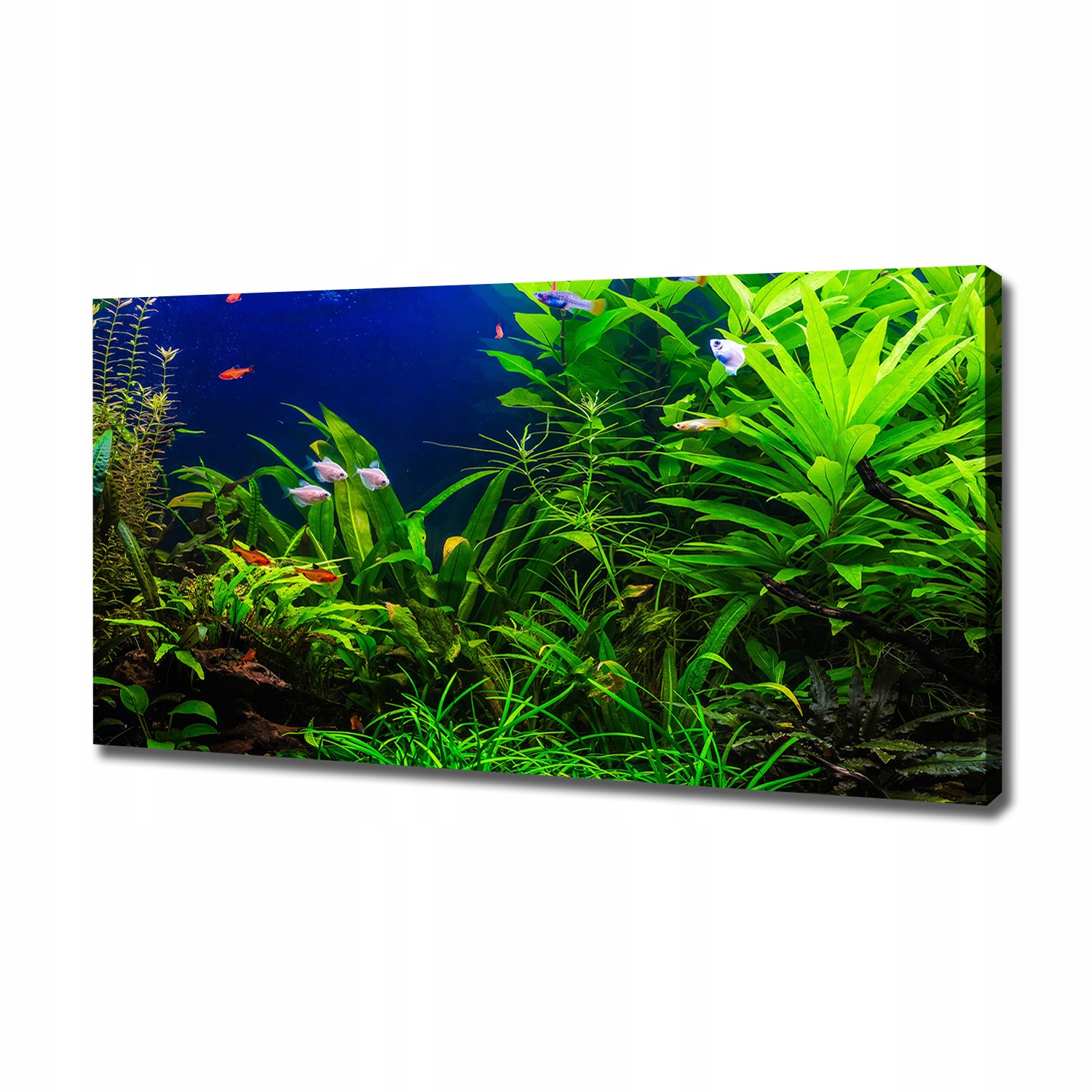 

Foto obraz na płótnie Ryby w akwarium 120x60 cm