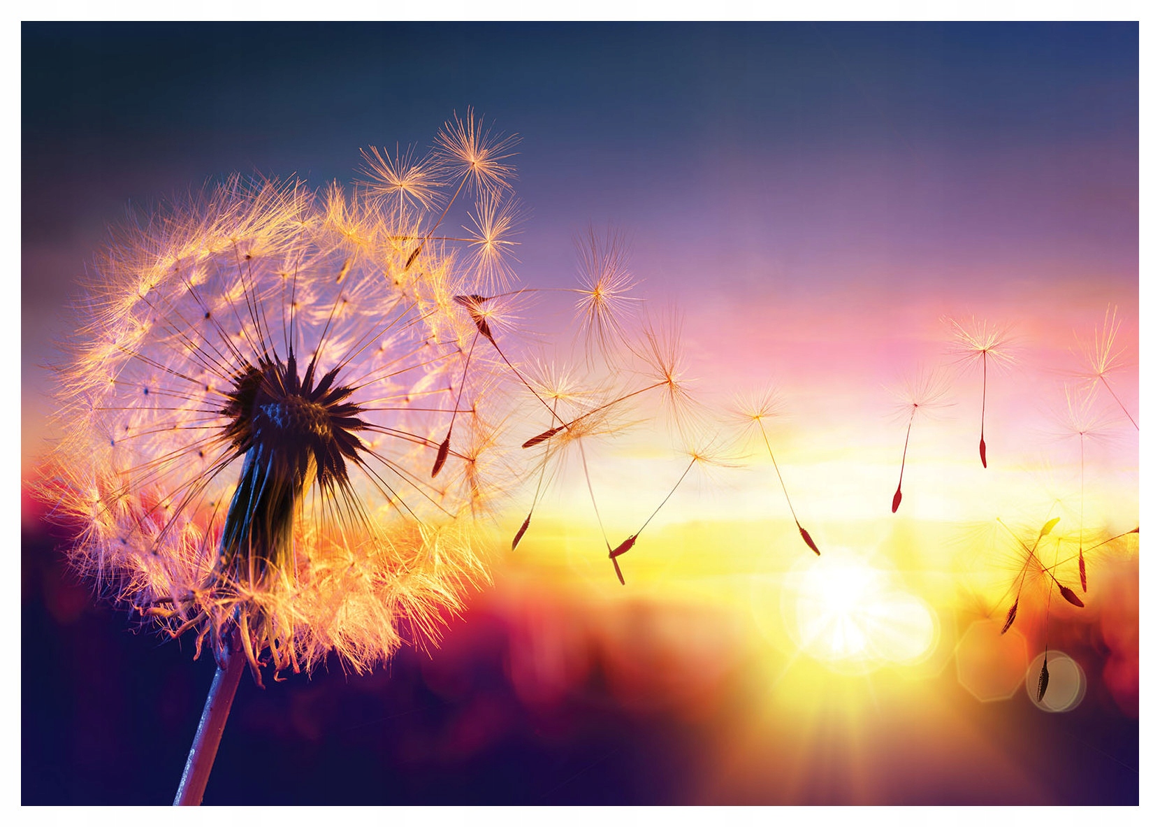 Fototapeta Púpava vo vetre Slnečné pole ľahkosť 312x219 lepidlo