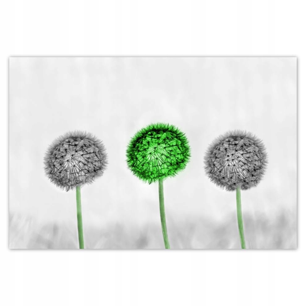 

Plakaty 60x40 Dmuchawce